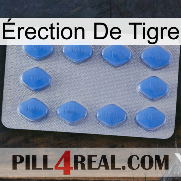 Érection De Tigre 21